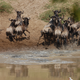 Illustration for article titled Out of Africa. Wait for it...